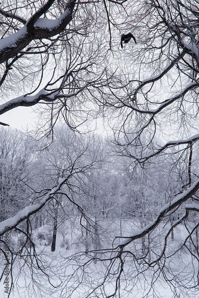 Obraz premium Winter forest landscape. Tall trees under snow cover. January frosty day in the park.