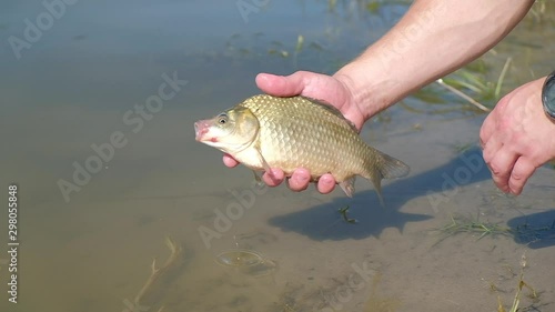 Man releases Crusian carp into the river photo