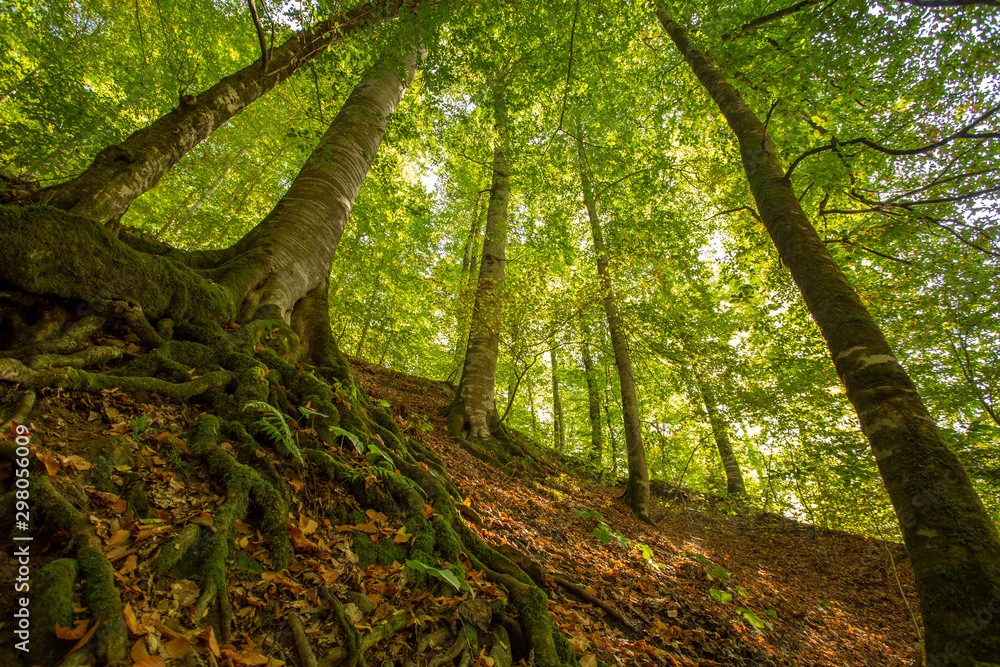 yellow orange leafs of beech tree in a forest. yellow orange leafs of beech tree in a forest.