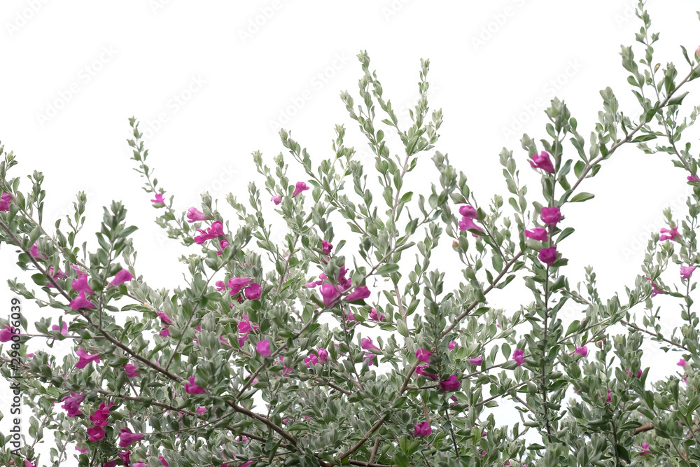 Ash Plant, Barometer Brush, Purple Sage, Texas Ranger  on white background