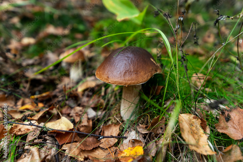 Ripe mushrooms in forest on the ground. Ripe mushrooms in forest on the ground.
