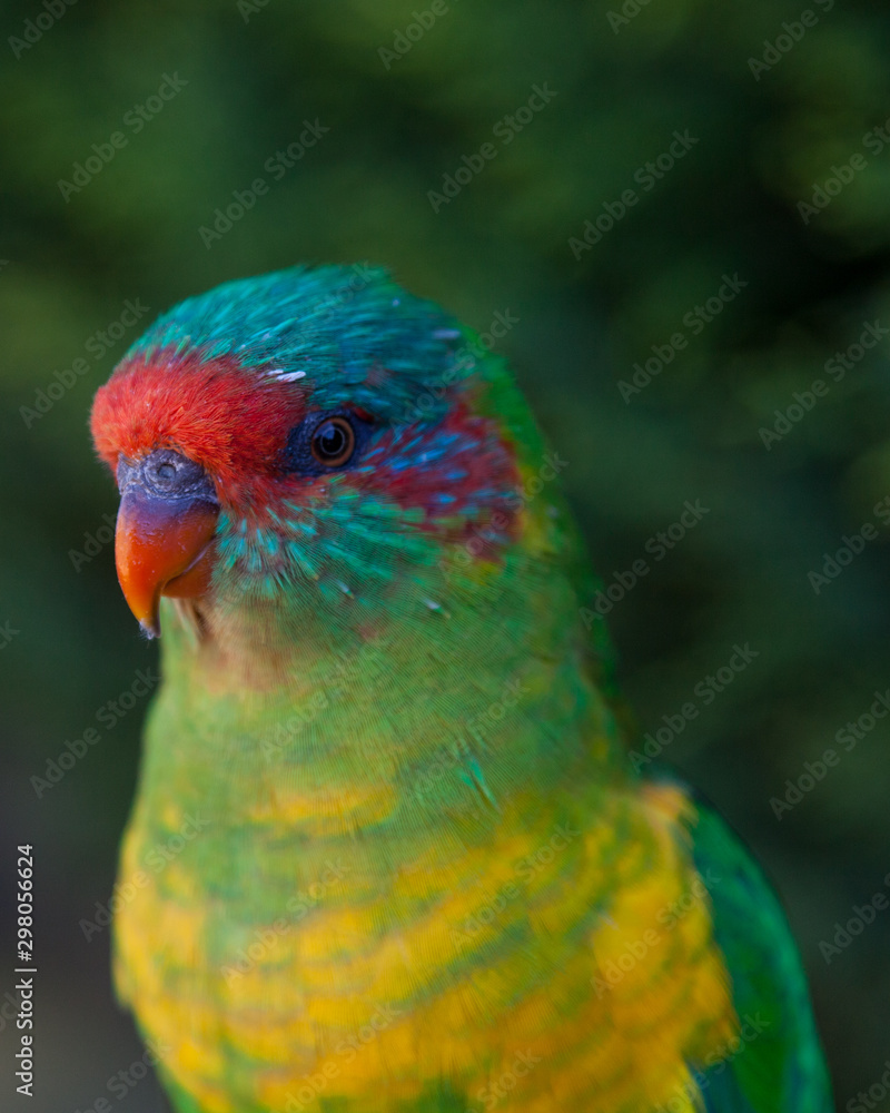 Parrot portrait