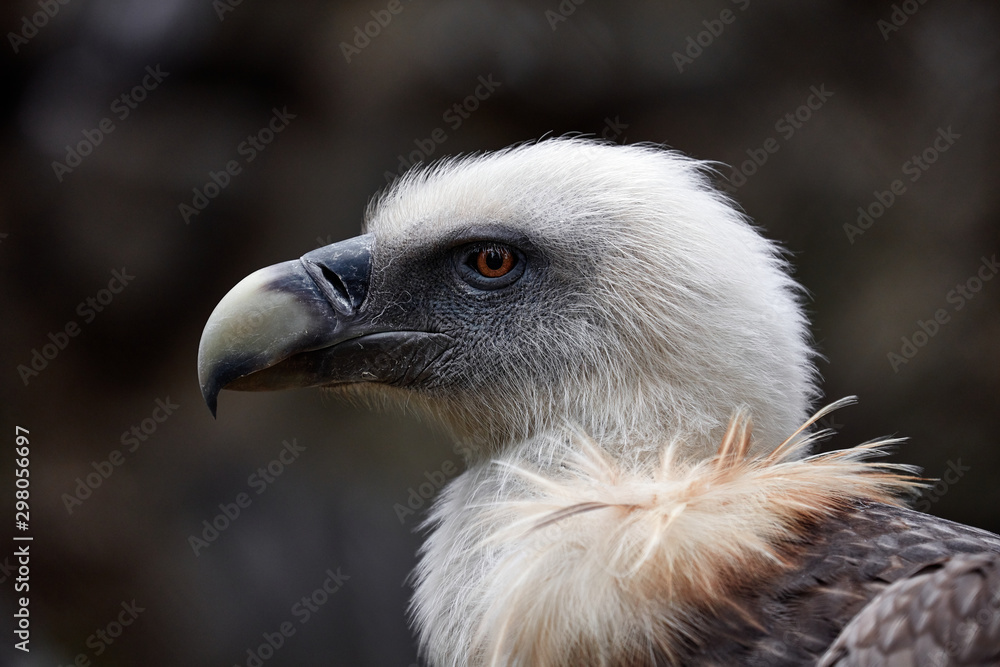 Portrait of a scavenger. Griffon vulture - gyps fulvus fulvus Portrait of a scavenger. Griffon vulture - gyps fulvus fulvus