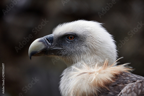 Portrait of a scavenger. Griffon vulture - gyps fulvus fulvus