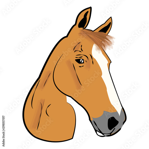 Horse head isolated on white background.