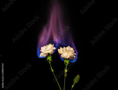 Two burning flowers on fire. white carnation flower in flame over black background with blue blaze. Creative unusual unrequited love or sadness concept.