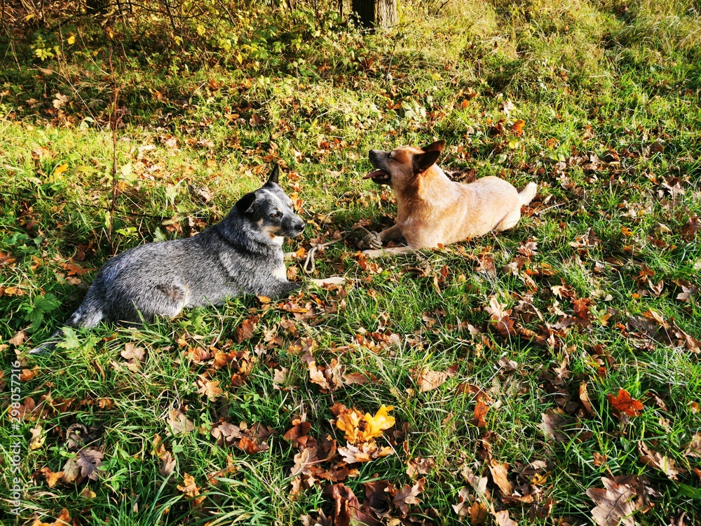 australian cattle dog is playing on a meadow in autumn australian cattle dog is playing on a meadow in autumn