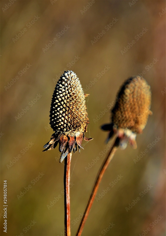 Fototapeta premium a dried plant bud