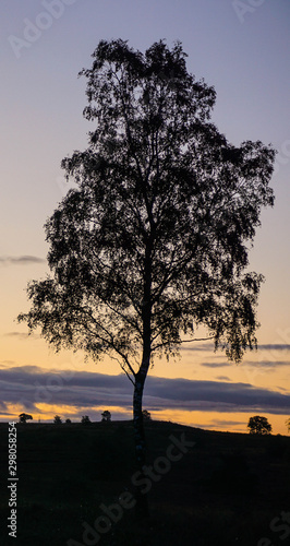 tree at sunset