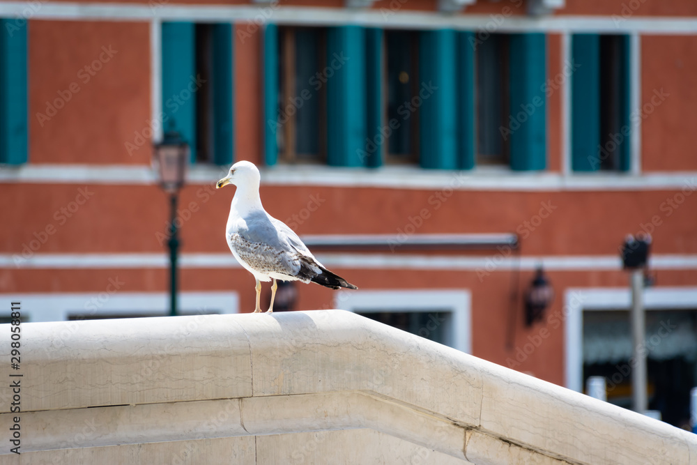 Fototapeta premium city seagull closeup in Venice