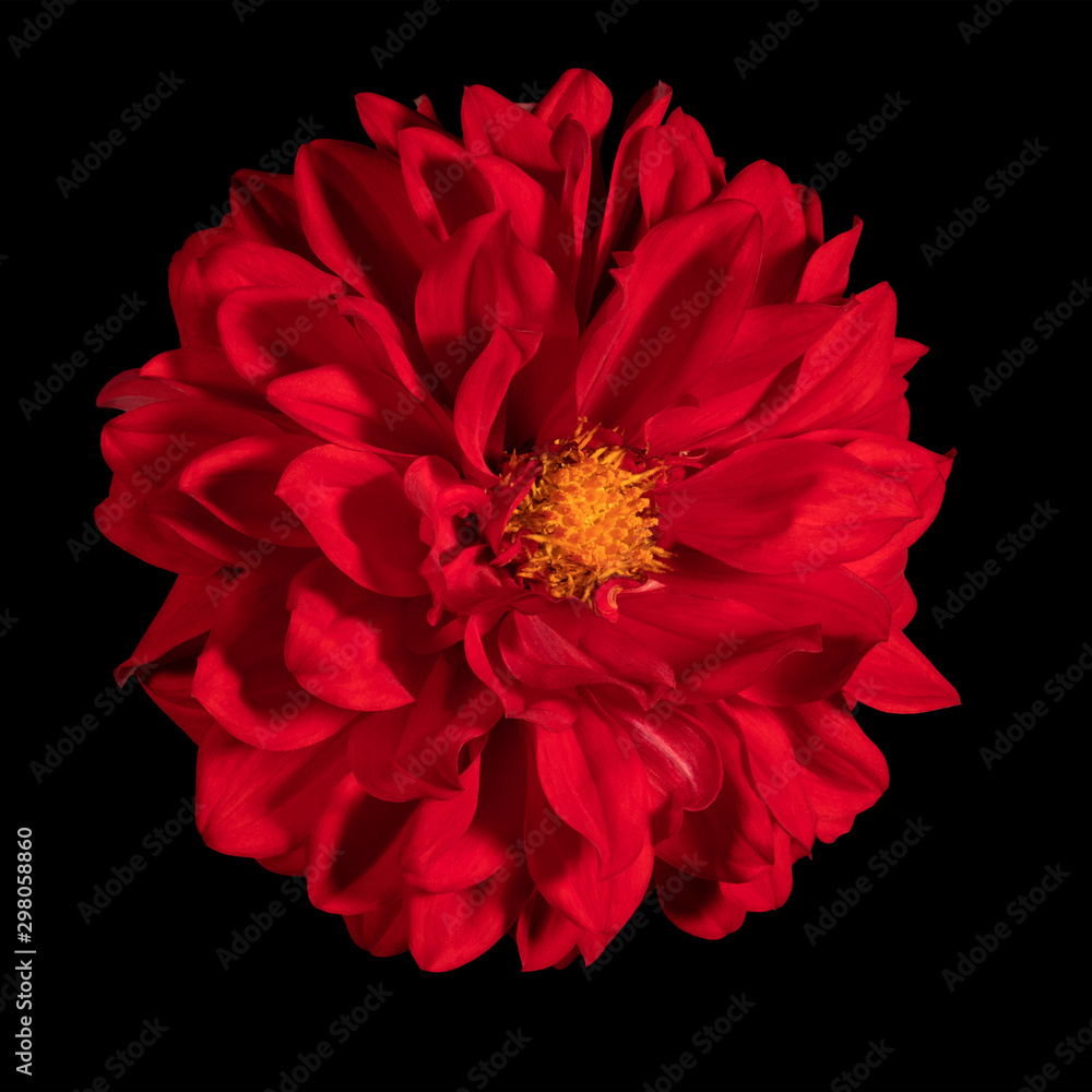Red dahlia flower on a black background.. Side view Red dahlia flower on a black background.. Side view
