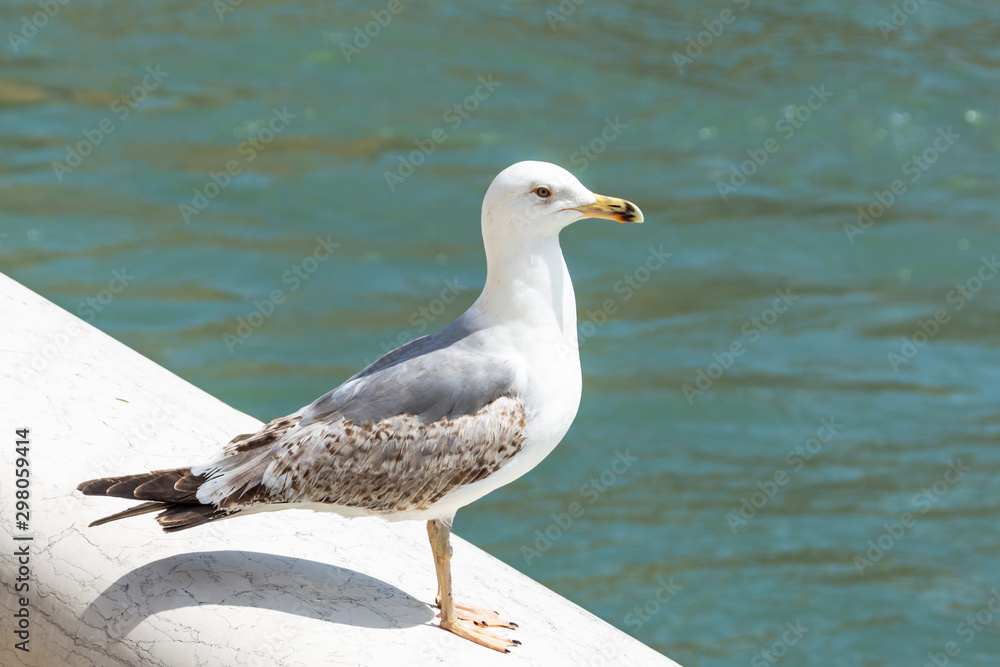 Fototapeta premium city seagull closeup in Venice