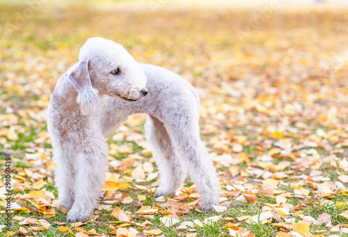 Bedlington terrier dog standing in autumn park. Empty space for text