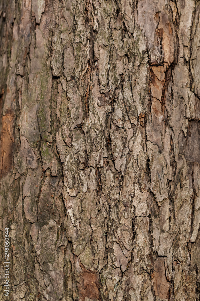 Relief texture background of tree bark. Brown wood trunk background Relief texture background of tree bark. Brown wood trunk background