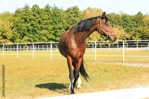 Obraz na plátně Chestnut horse in bridle on green pasture