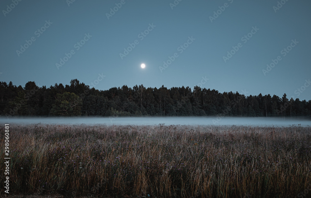forest shrouded in fog forest shrouded in fog
