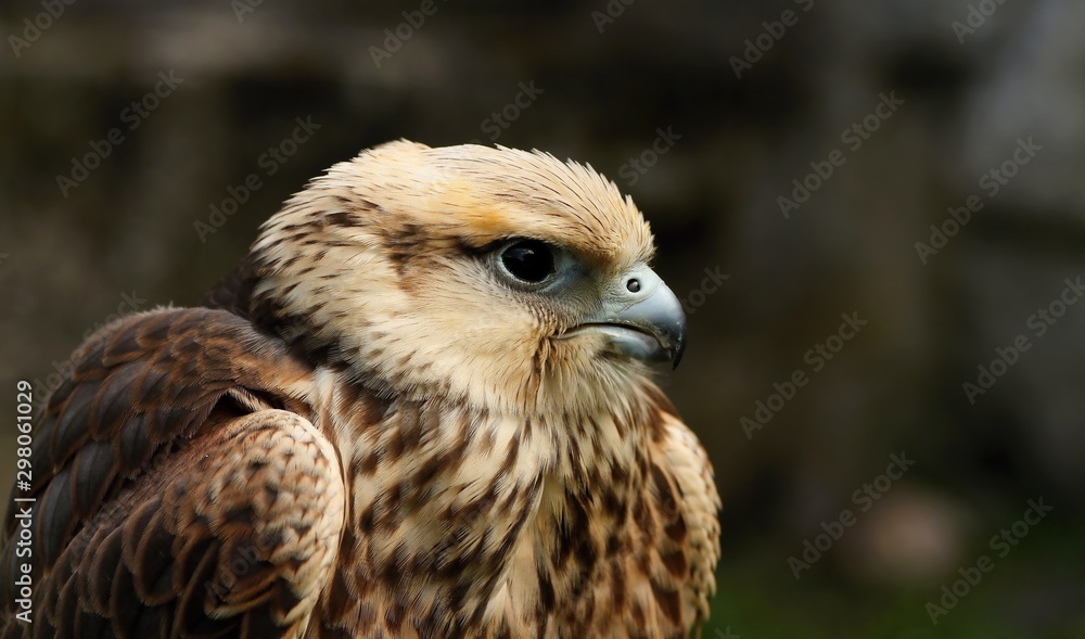 Fototapeta premium Details and portraits of birds of prey in nature or intended to hunt