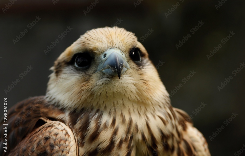 Details and portraits of birds of prey in nature or intended to hunt Details and portraits of birds of prey in nature or intended to hunt