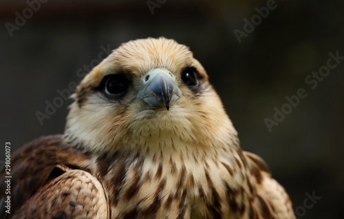 Details and portraits of birds of prey in nature or intended to hunt