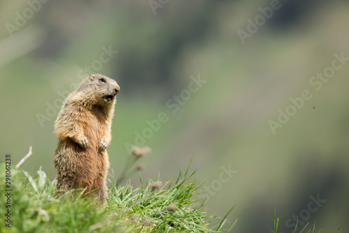 Alpen Murmeltier photo