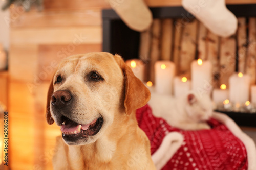 Cute Golden Retriever dog in room decorated for Christmas and blurred white cat on background. Adorable pets