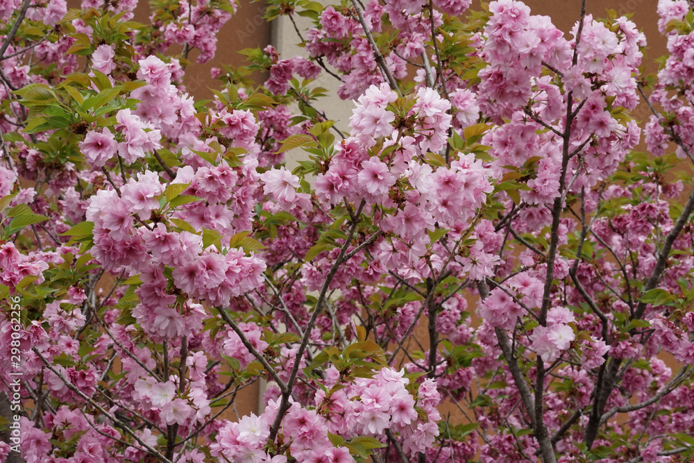 八重咲の桜