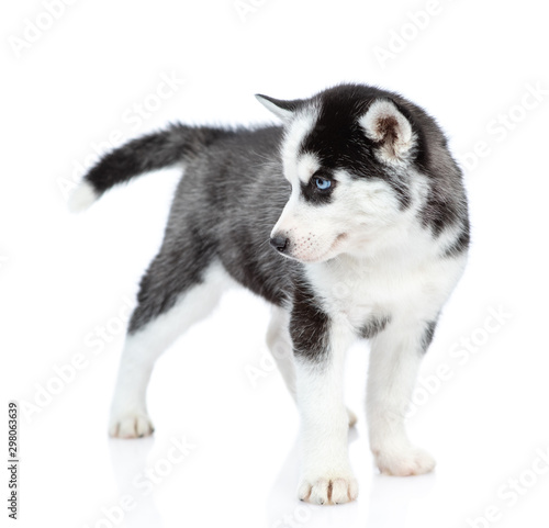 Siberian Husky puppy standing and looking away. isolated on white background