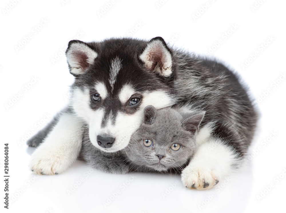 Siberian Husky puppy embracing british kitten and looking at camera together. isolated on white background