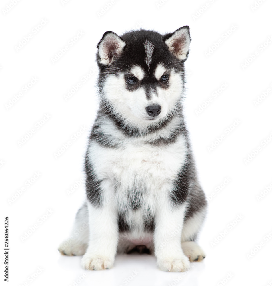 Siberian Husky puppy sitting in front view and looking at camera. isolated on white background Siberian Husky puppy sitting in front view and looking at camera. isolated on white background