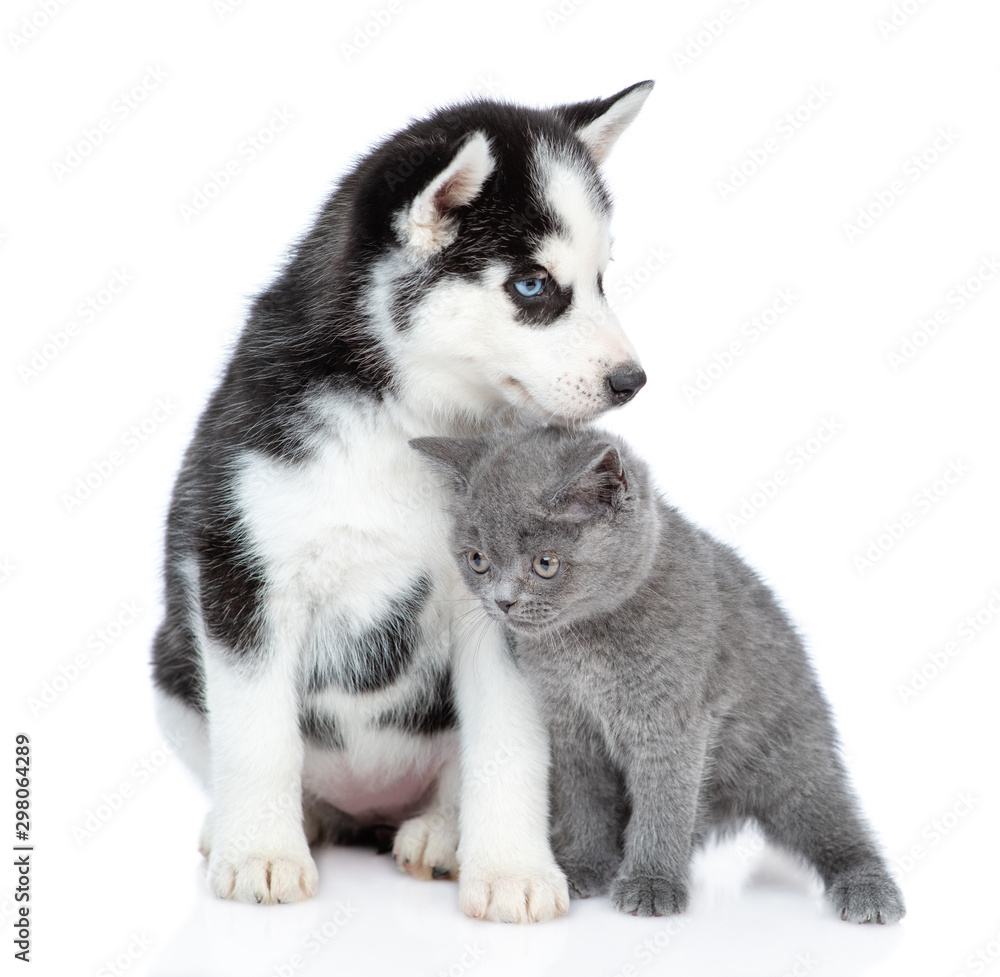 Siberian Husky puppy and cute british kitten sitting together. isolated on white background