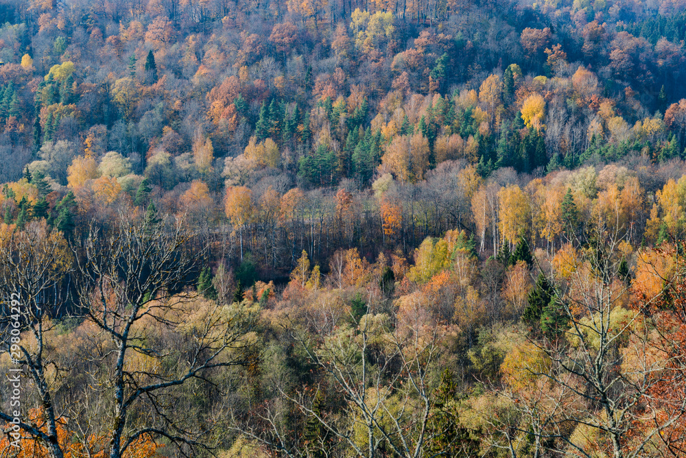 autumn forest nature pattern, green orange yellow