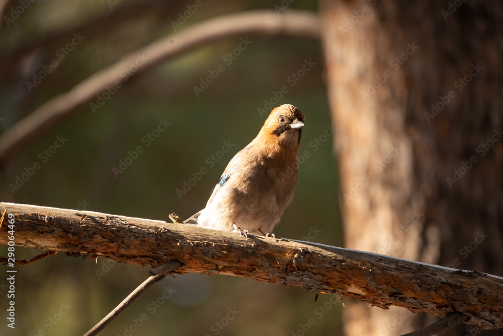 Siberian jay bird sitting on the wood Siberian jay bird sitting on the wood