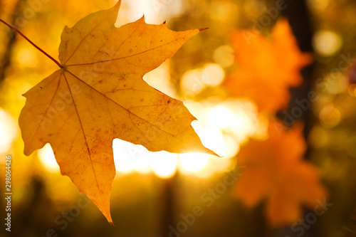 Beautiful golden leaf in park, closeup. Autumn season