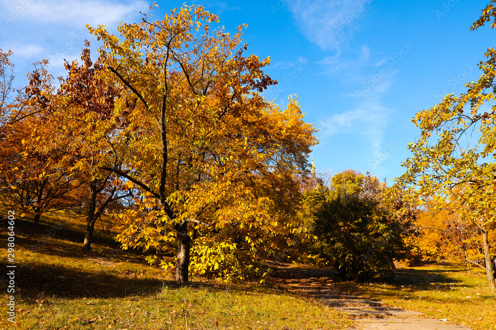 Naklejka premium Beautiful trees with bright leaves in park. Autumn season