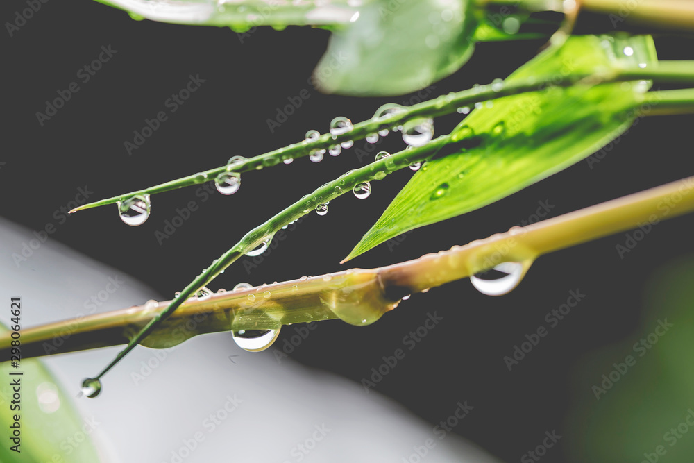 The water droplets on the leaves during the rainy season of the rainforest are the source of the ecosystem. - obrazy, fototapety, plakaty 