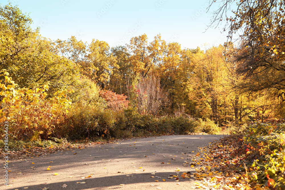 Fototapeta premium Beautiful trees with bright leaves in park. Autumn season