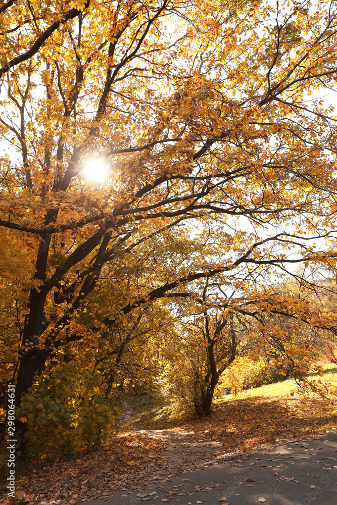 Beautiful trees with bright leaves in park. Autumn season Beautiful trees with bright leaves in park. Autumn season