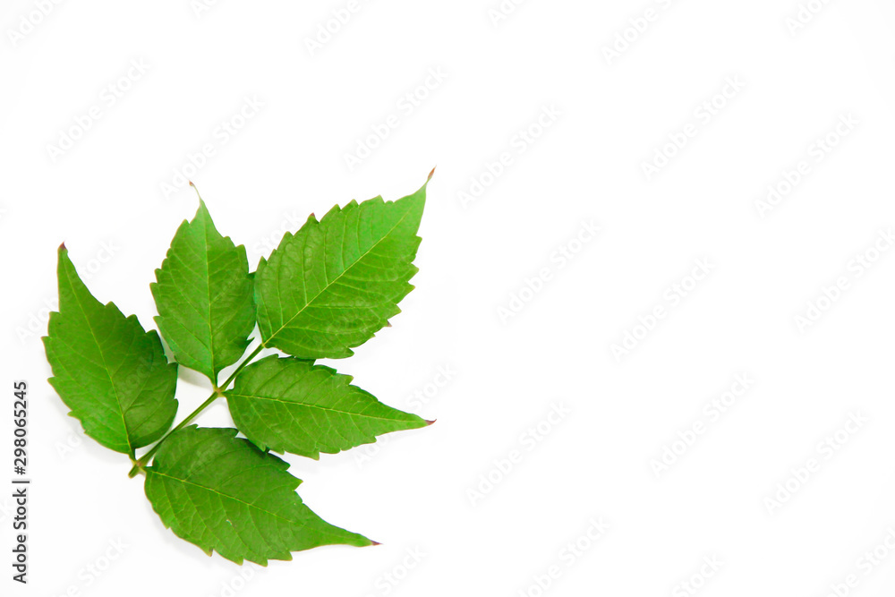 green natural poplar tree leaves with veins on a white background