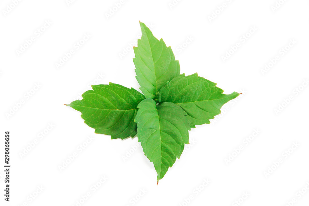 green natural poplar tree leaves with veins on a white background green natural poplar tree leaves with veins on a white background