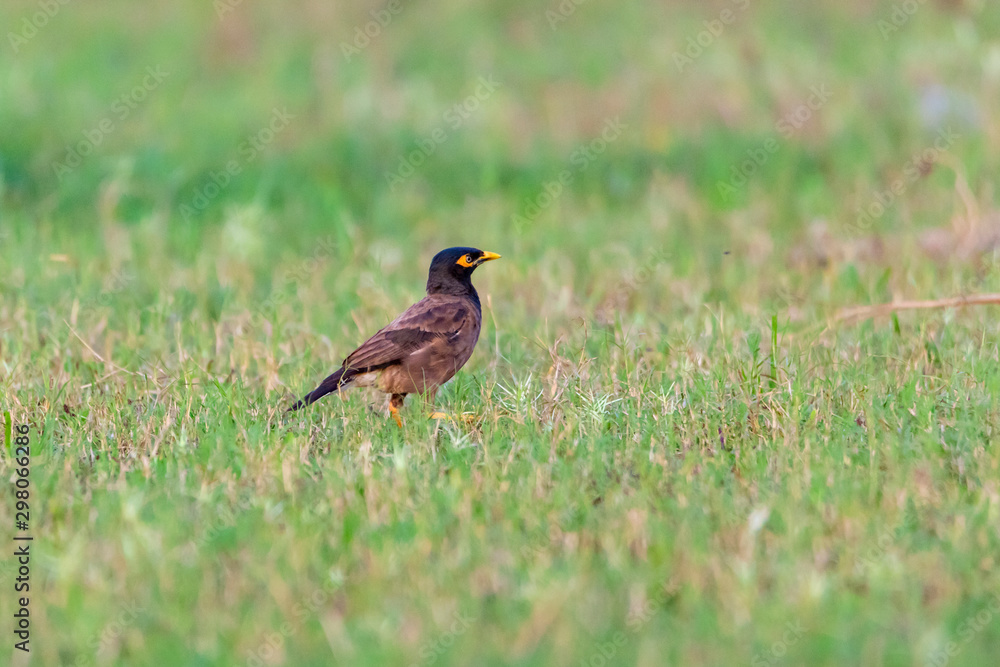 The Common Myna is brown with a black head. It has a yellow bill, legs and bare eye skin.The Common Myna is a member of the starling family and is also known as the Indian Myna or Indian Mynah. The Common Myna is brown with a black head. It has a yellow bill, legs and bare eye skin.The Common Myna is a member of the starling family and is also known as the Indian Myna or Indian Mynah.