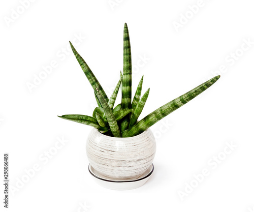 Potted Sansevieria cylindrica var. patula  Boncel  isolated on white background