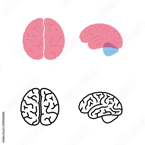 Vector illustration of human brain anatomy 