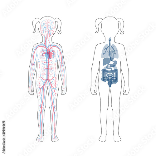 internal organs and circulatory system of girl