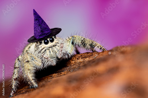 Platycryptus undatus jumping spider with halloween hat. macro photo of insect and animal photo