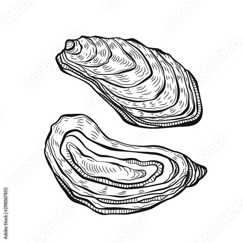 Oysters hand drawn vector illustrations.  Isolated on white background.Engraving sketchy retro style