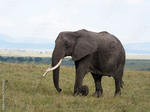 African elephant  Loxodonta africana