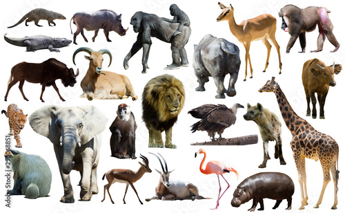Canvas Print Birds, mammal and other animals of Africa isolated