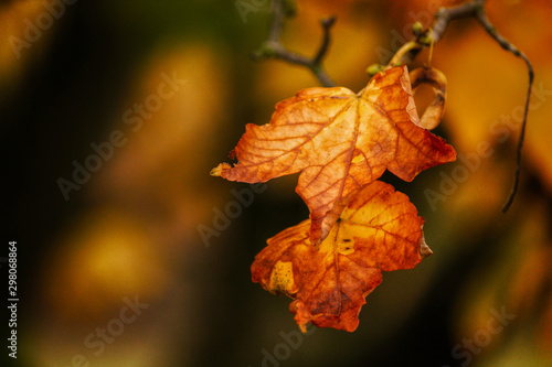 Autumn leaves in color detail