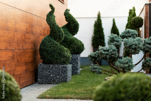 Spiral topiary trees in a garden. photo