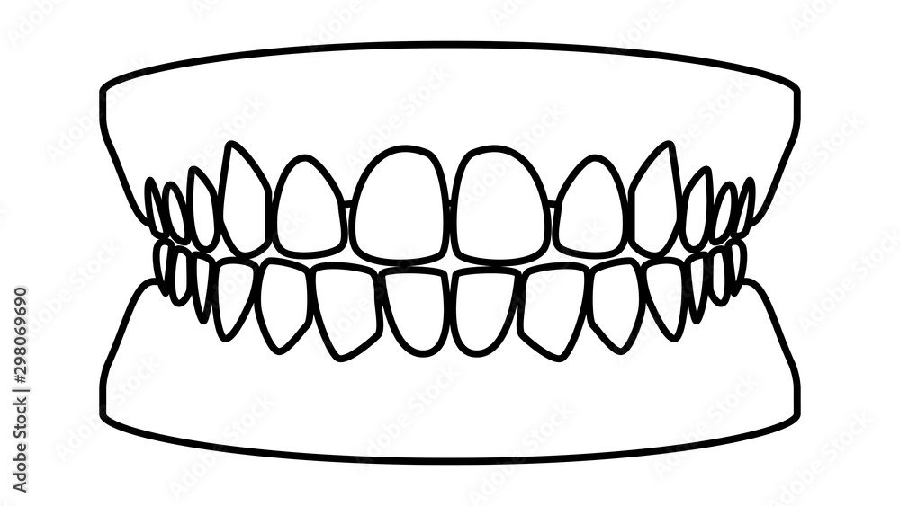 健康な歯 歯並びのリアルイラスト素材 Stock ベクター Adobe Stock
